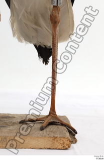 Black stork leg 0006.jpg
